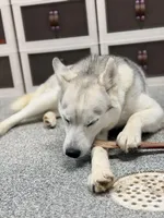 Tink, a female Siberian Husky for sale in Ames, IA – Photo 2 of 4