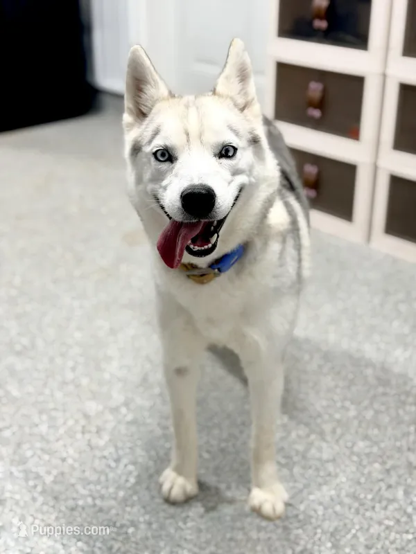 Tink – Siberian Husky puppy for sale in Ames, IA