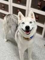 Tink, a female Siberian Husky for sale in Ames, IA – Photo 3 of 4