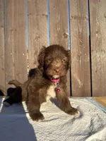 Chocolate Aussiedoodle (pink collar) 🩷, a female Aussiedoodle for sale in San Bernardino, CA – Photo 4 of 6