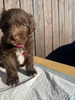 Chocolate Aussiedoodle (pink collar) 🩷, a female Aussiedoodle for sale in San Bernardino, CA – Photo 5 of 6