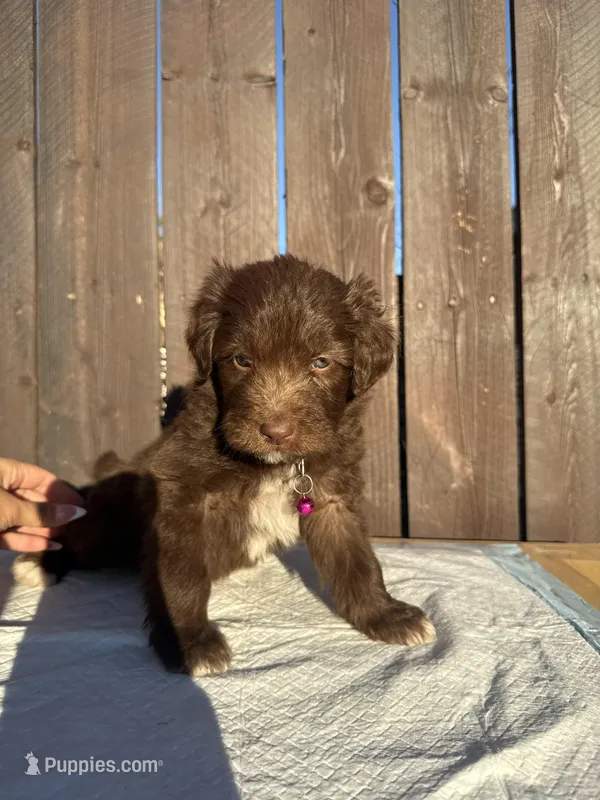 Chocolate Aussiedoodle (pink collar) 🩷