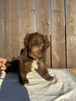 Chocolate Aussiedoodle (pink collar) 🩷, a female Aussiedoodle for sale in San Bernardino, CA – Photo 1 of 6