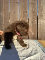 Chocolate Aussiedoodle (pink collar) 🩷, a female Aussiedoodle for sale in San Bernardino, CA – Photo 2 of 6