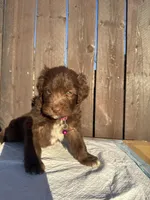 Chocolate Aussiedoodle (pink collar) 🩷, a female Aussiedoodle for sale in San Bernardino, CA – Photo 3 of 6