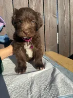 Chocolate Aussiedoodle (pink collar) 🩷, a female Aussiedoodle for sale in San Bernardino, CA – Photo 6 of 6