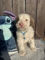 Merle Aussiedoodle (blue collar) 🩵, a male Aussiedoodle for sale in San Bernardino, CA – Photo 2 of 7