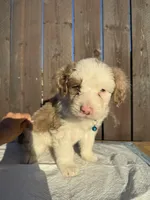 Merle Aussiedoodle (blue collar) 🩵, a male Aussiedoodle for sale in San Bernardino, CA – Photo 5 of 7