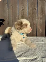 Merle Aussiedoodle (blue collar) 🩵, a male Aussiedoodle for sale in San Bernardino, CA – Photo 7 of 7