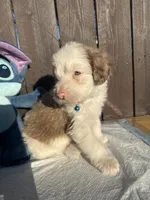 Merle Aussiedoodle (blue collar) 🩵, a male Aussiedoodle for sale in San Bernardino, CA – Photo 4 of 7