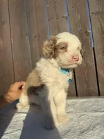 Merle Aussiedoodle (blue collar) 🩵, a male Aussiedoodle for sale in San Bernardino, CA – Photo 6 of 7
