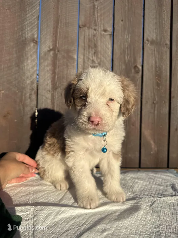 Merle Aussiedoodle (blue collar) 🩵
