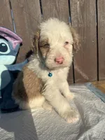 Merle Aussiedoodle (blue collar) 🩵, a male Aussiedoodle for sale in San Bernardino, CA – Photo 3 of 7