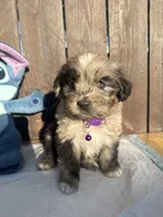 Black Merle Aussiedoodle ( purple collar) 💜, a female Aussiedoodle for sale in San Bernardino, CA – Photo 4 of 4