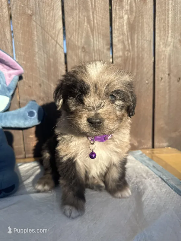 Black Merle Aussiedoodle ( purple collar) 💜