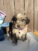 Black Merle Aussiedoodle ( purple collar) 💜, a female Aussiedoodle for sale in San Bernardino, CA – Photo 3 of 4