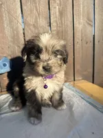 Black Merle Aussiedoodle ( purple collar) 💜, a female Aussiedoodle for sale in San Bernardino, CA – Photo 2 of 4
