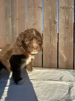 Chocolate Aussiedoodle 🧡 , a male Aussiedoodle for sale in San Bernardino, CA – Photo 4 of 5