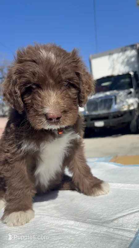 Chocolate Aussiedoodle 🧡  – Aussiedoodle puppy on hold in San Bernardino, CA