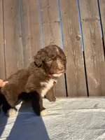 Chocolate Aussiedoodle 🧡 , a male Aussiedoodle for sale in San Bernardino, CA – Photo 5 of 5
