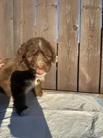 Chocolate Aussiedoodle 🧡 , a male Aussiedoodle for sale in San Bernardino, CA – Photo 3 of 5