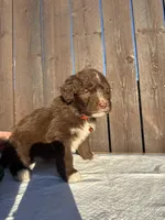 Chocolate Aussiedoodle 🧡 , a male Aussiedoodle for sale in San Bernardino, CA – Photo 1 of 5