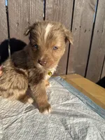 Merle Aussiedoodle ( yellow collar) 💛, a female Aussiedoodle for sale in San Bernardino, CA – Photo 3 of 3