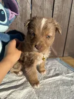 Merle Aussiedoodle ( yellow collar) 💛, a female Aussiedoodle for sale in San Bernardino, CA – Photo 2 of 3