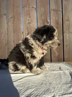Black Merle Aussiedoodle (red collar) ❤️, a male Aussiedoodle for sale in San Bernardino, CA – Photo 3 of 3