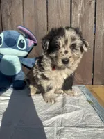 Black Merle Aussiedoodle (red collar) ❤️, a male Aussiedoodle for sale in San Bernardino, CA – Photo 2 of 3