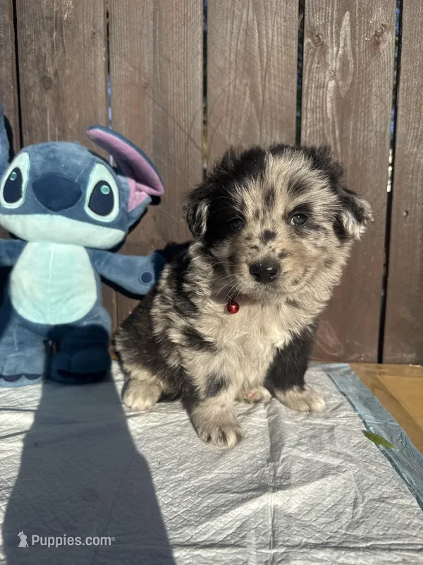 Black Merle Aussiedoodle (red collar) ❤️