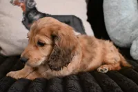 Copper, a male Miniature Dachshund for sale in Huntingdon, PA – Photo 3 of 3