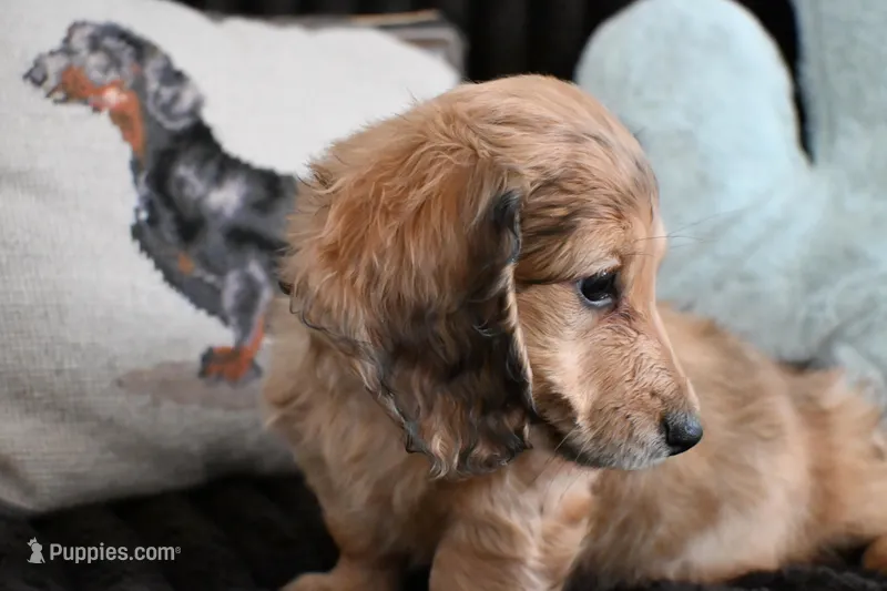 Copper – Miniature Dachshund puppy for sale in Huntingdon, PA