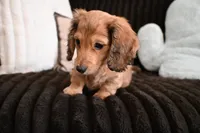 Copper, a male Miniature Dachshund for sale in Huntingdon, PA – Photo 2 of 3