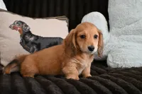 Todd, a male Miniature Dachshund for sale in Huntingdon, PA – Photo 2 of 5