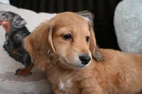 Todd, a male Miniature Dachshund for sale in Huntingdon, PA – Photo 5 of 5
