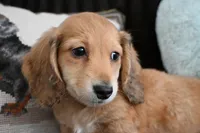 Todd, a male Miniature Dachshund for sale in Huntingdon, PA – Photo 4 of 5