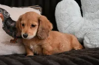 Todd, a male Miniature Dachshund for sale in Huntingdon, PA – Photo 3 of 5