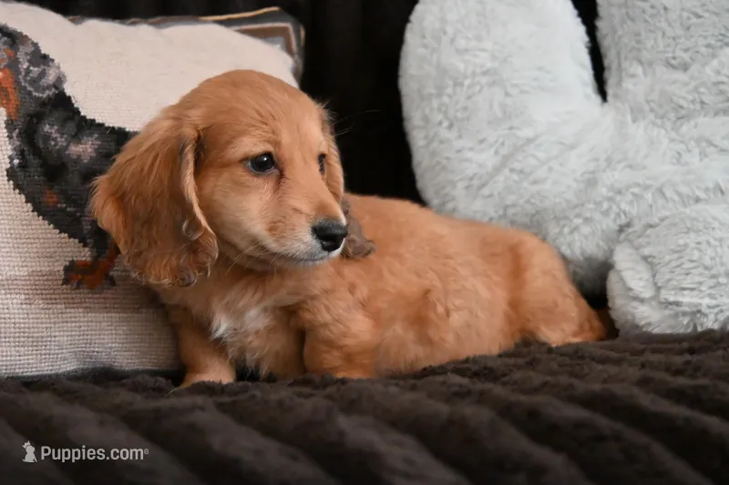 Todd – Miniature Dachshund puppy for sale in Huntingdon, PA