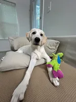 pistachio , a male Labrador Retriever for sale in Fairfax, VA – 4 of 5