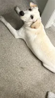 pistachio , a male Labrador Retriever for sale in Fairfax, VA – 2 of 5
