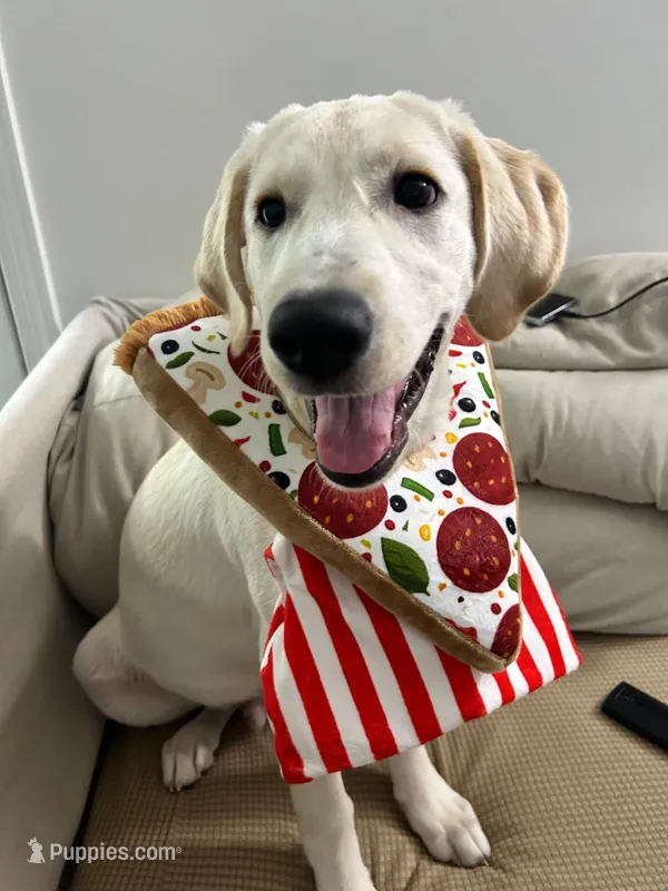 pistachio  – Labrador Retriever puppy for sale in Fairfax, VA
