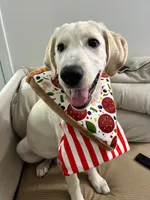 pistachio , a male Labrador Retriever for sale in Fairfax, VA – 1 of 5