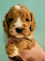 processed/fba5b9b3-2513-44a0-a61c-09e4aa67de80/facility/ab46943b-0627-40ad-9e4c-e4c178f6638c