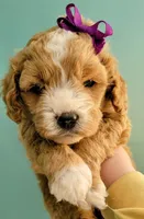 processed/fba5b9b3-2513-44a0-a61c-09e4aa67de80/facility/e945ef4f-993d-41f6-b68c-f682c828261e