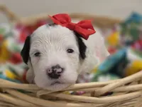 Opal-mini, a female Poodle - Miniature  and Sheepadoodle for sale in Ladysmith, WI – 5 of 8