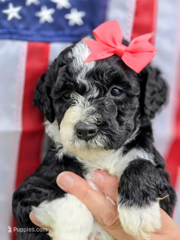 Majic-mini – Poodle - Miniature , Sheepadoodle puppy for sale in Ladysmith, WI