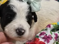 Pearl-mini, a female Poodle - Miniature  and Sheepadoodle for sale in Ladysmith, WI – 3 of 6