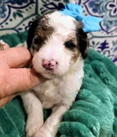 Bailey-mini, a female Miniature Bernedoodle for sale in Ladysmith, WI – 4 of 8