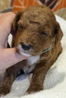 Javon- mini, a male Goldendoodle for sale in Ladysmith, WI – 3 of 7